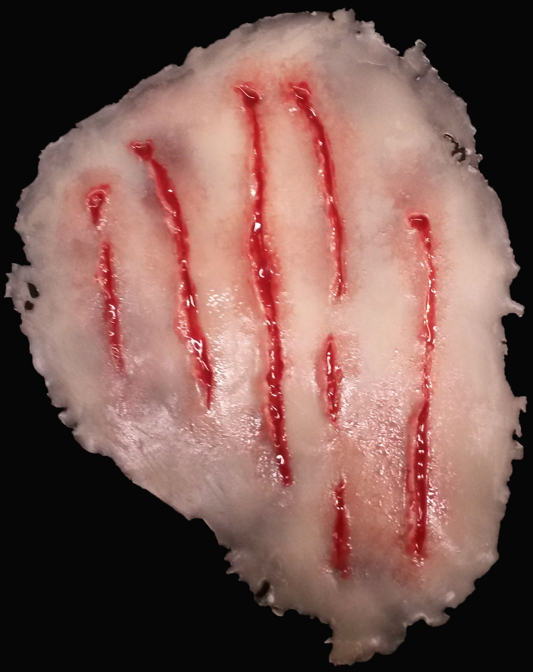 TW006 - Claw Wound